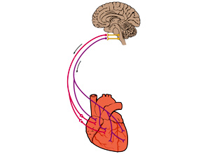 hartcoherentie-brein-en-hart